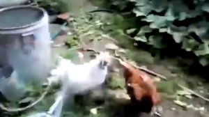 Роман Трахтенберг - Анекдот про петуха