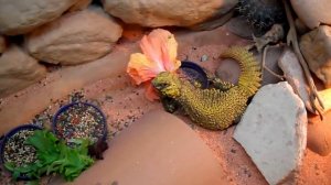 Yellow Saharan Uromastyx Eating Hibiscus II