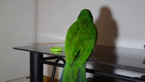 Australian noble green parrot / зеленый попугай чешится и играет 19