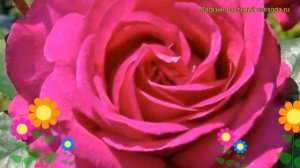 Роза чайно-гибридная Ланком. Краткий обзор, описание характеристик, где купить саженцы Lancome