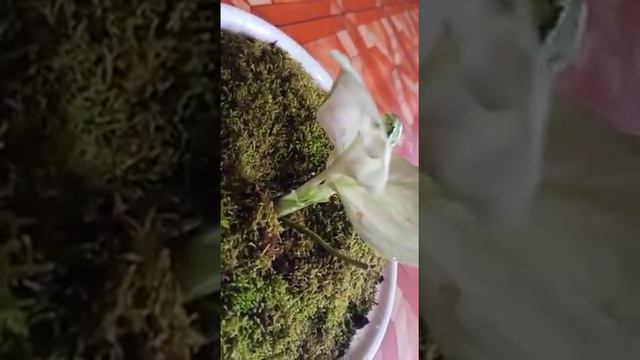 Tanaman Hias Scindapsus Mint Var 🌱🌷 смотреть онлайн