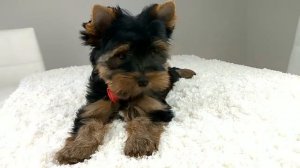 Йорк черно-подпалый, Йорк видео о породе, Йорки самые красивые малыши, Йорк описание, собаки, щенки