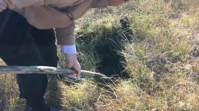 Посадка орешков Маньчжурского ореха. 15 орехов. Marianablog.ru.Цитрусы и ЗОЖ смотреть онлайн