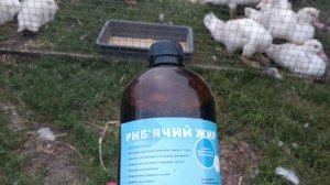 Утки щипаются! Принимаем срочные меры и устраняем причину.