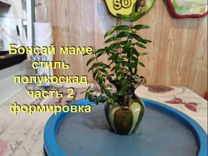 2.Бонсай маме из Мирта стиль полукаскад часть 2.mp4