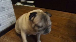 Мопс \  Собака в семье  \ Уход за домашней собакой \ pug \ Мопсы проснулись и хотят молока