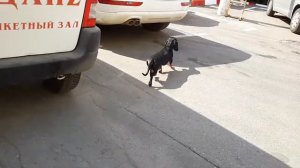 Восстановление собаки после удаления шейной грыжи.