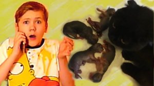 КОШКА Никиса Собралась РОЖАТЬ! Ой, мамочки, что же мне ДЕЛАТЬ?!!!