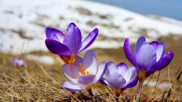 Стихотворение- Ушла зима смотреть онлайн