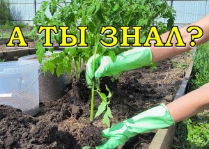 3 варианта посадки ТОМАТОВ на грядку🍅🍅🍅