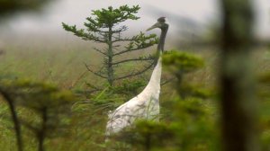 Японский журавль (Grus japonensis) - Red-crowned Crane