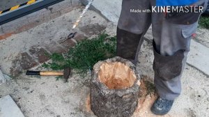 Лайфхак. Клумба из пенька за 5 минут !!!