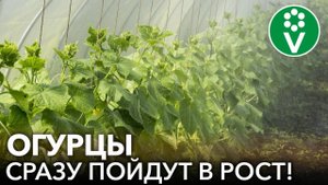 ДАЖЕ ДОХЛЫЕ ОГУРЦЫ МИГОМ ПОЙДУТ В РОСТ, ЕСЛИ ОПРЫСКАТЬ ИХ ЭТИМ!