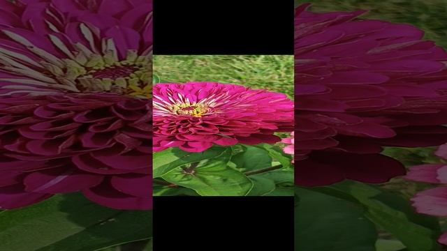 Красота на даче у сватьи Ирины