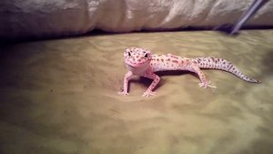 Леопардовый геккон
