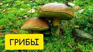 К чему снятся ГРИБЫ. Толкование сна