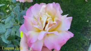 #41 Первый день осени и мои прекрасные розы(Приёр де Сан Косм,Поль Нейрон,Афродита,Мамитален,Джаз д