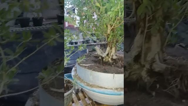 stigi смотреть онлайн