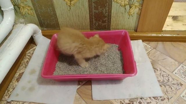 Котёнок Тишка уже знает свой лоток, совсем большой))). смотреть онлайн