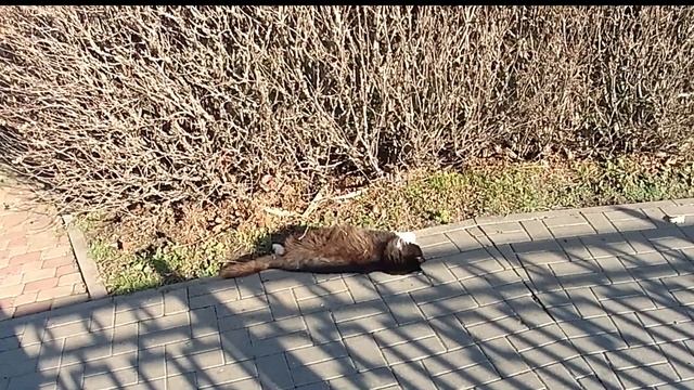 #Анапа ? Бамбук растёт. Турецкие колодцы. Закатали в асфальт сосну :( Опасная тропа. смотреть онлайн