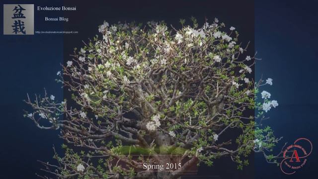 Cherry plum Bonsai - Prunus cerasifera by Andrija Zokić & Marija Hajdic. Special Guest Walter Pall смотреть онлайн