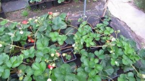 Обзор новых ремонтантных сортов клубники: КАБРИЛЛО, ВИВАРА, МУРАНО, МАДЖЕСТИК и др. ПРОДОЛЖЕНИЕ..