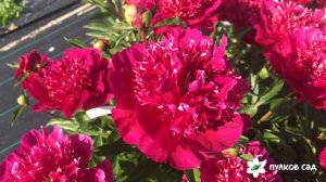 Red spider peony Рэд спайдер пион. Пулков сад (2022 г)
