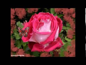 РОЗЫ ДЛЯ ЛЮБИМОЙ 55