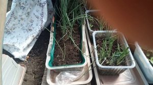 Помидоры в теплице замерзли! Как их спасти?