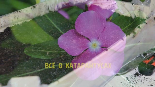 Катарантусы ( Барвинок ). Посадка, черенкование, уход, высадка.