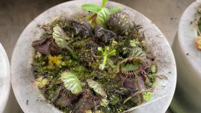 TRIVIA PERAWATAN CEPHALOTUS FOLLICULARIS BESERTA CARA STEK-NYA смотреть онлайн