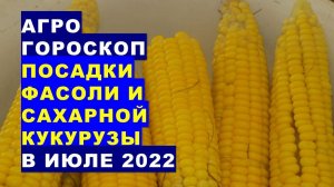 Агрогороскоп посадки фасоли и сахарной кукурузы в июле 2022 года