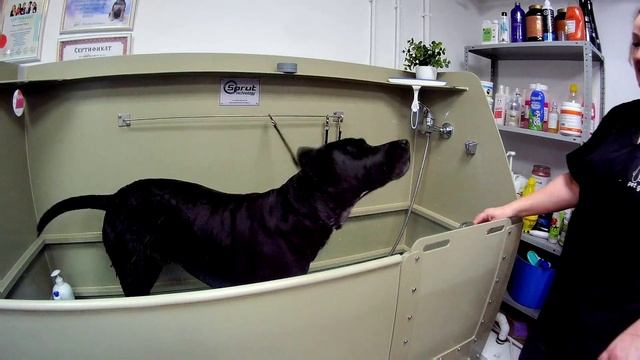 Экспресс линька.
