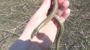 Медянка выпуск на волю