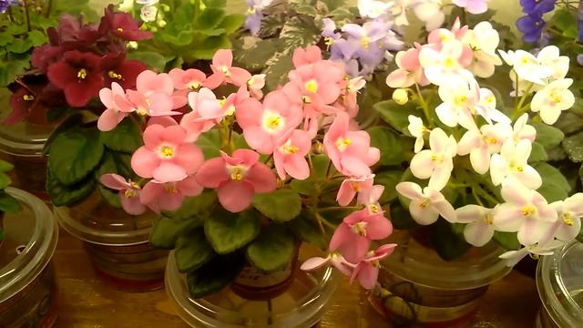 Мини- сад из фиалок смотреть онлайн