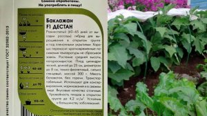 Баклажан Дестан. Урожай и описание.