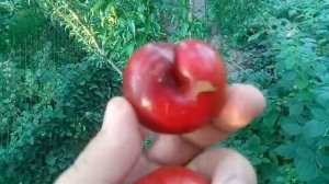 Гибрид Слива + Персик(Персиковая слива). Не нектарин!!!