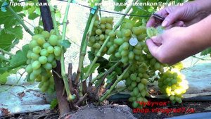 Виноград БЕЛЫЙ ХРУСТАЛЬ - ранний срок созревания и мускат во вкусе ягод (Пузенко Наталья Лариасовна