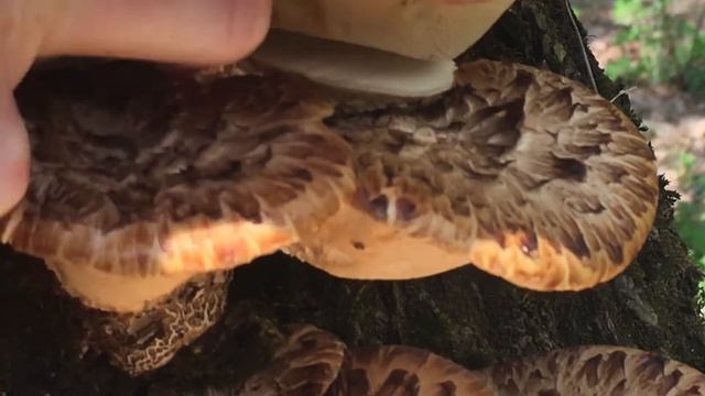 СЪЕДОБНЫЙ ТРУТОВИК ЧЕШУЙЧАТЫЙ В АПРЕЛЕ. Семейка трутовика чешуйчатого Polyporus squamosus смотреть онлайн