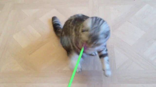 Шотландская вислоухая серебристо-черная мраморная кошечка смотреть онлайн