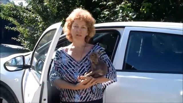 Заводчица собак Вероника. Покупка щенка той терьера для разведения.