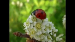 "Ни кого не обижай" песня Т. Тимофеевой