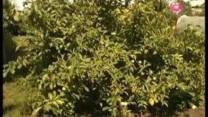 Как вырастить саженец сливы? Урожайные грядки.