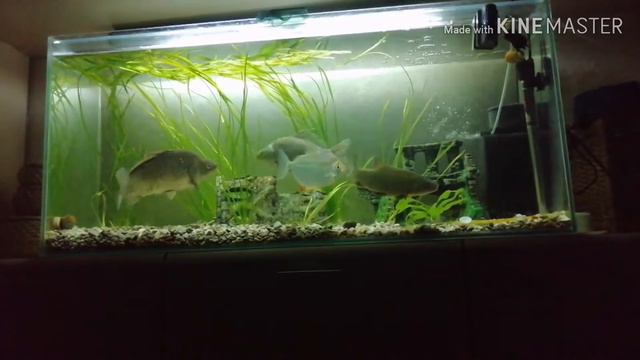 Аквариум с речными рыбами смотреть онлайн