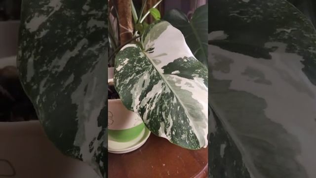 Монстера вариегатная "Альба" смотреть онлайн