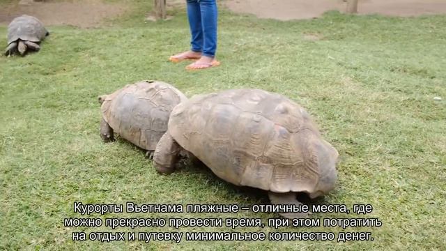 Пляжный и курортный отдых на островах Вьетнама (хорошие места для отдыха)