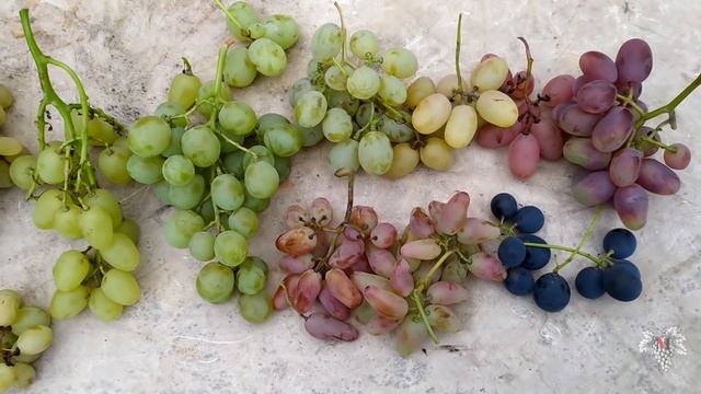 Вся правда о нитратах на винограднике! смотреть онлайн