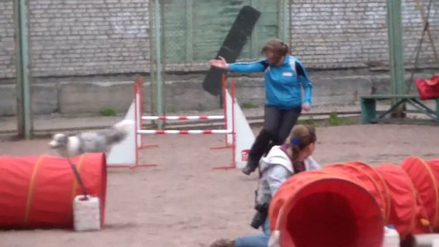 Шинкаревич Любовь на соревнованиях по аджилити московского района 17.05.15 смотреть онлайн