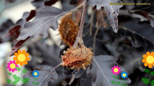 Бук обыкновенный Рохан Випинг. Краткий обзор, описание характеристик fagus sylvatica Rohan Weeping смотреть онлайн