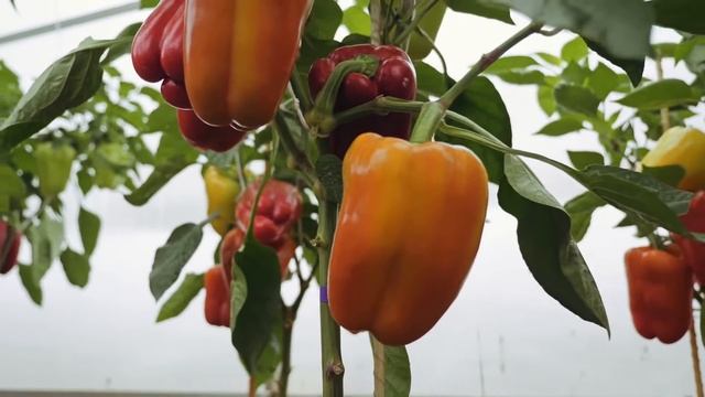 СЕКРЕТЫ ВЫРАЩИВАНИЯ КРУПНЫХ ПЕРЦЕВ смотреть онлайн